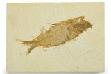 Detailed Fossil Fish (Knightia) - Wyoming #355650-1